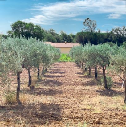 huile olive